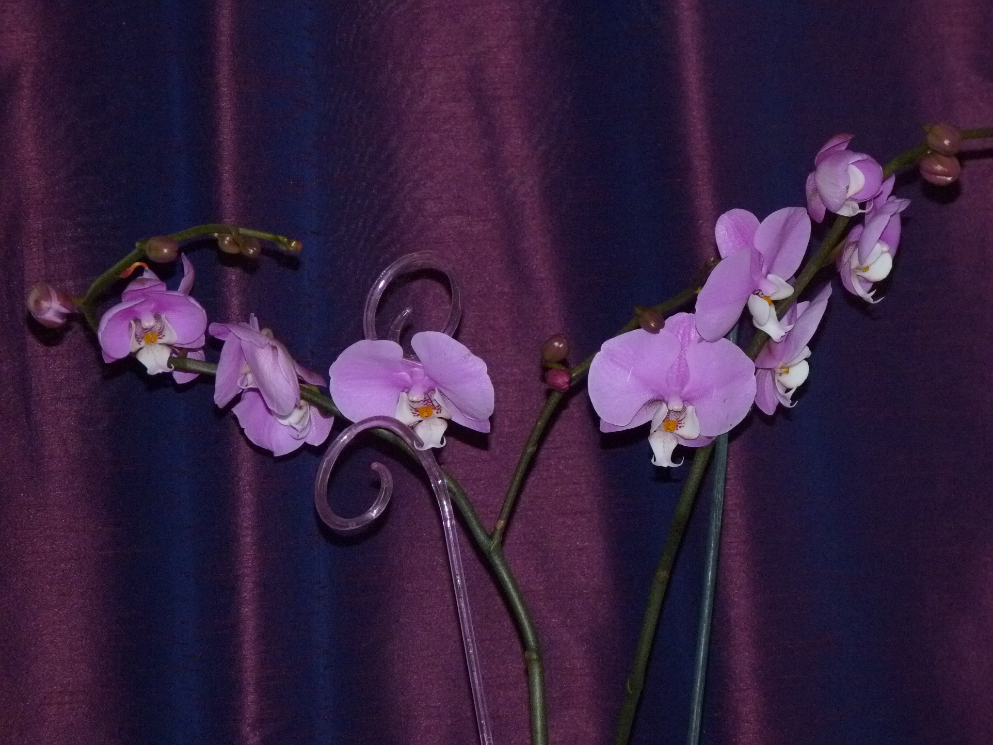 аркс рей орхидея фото