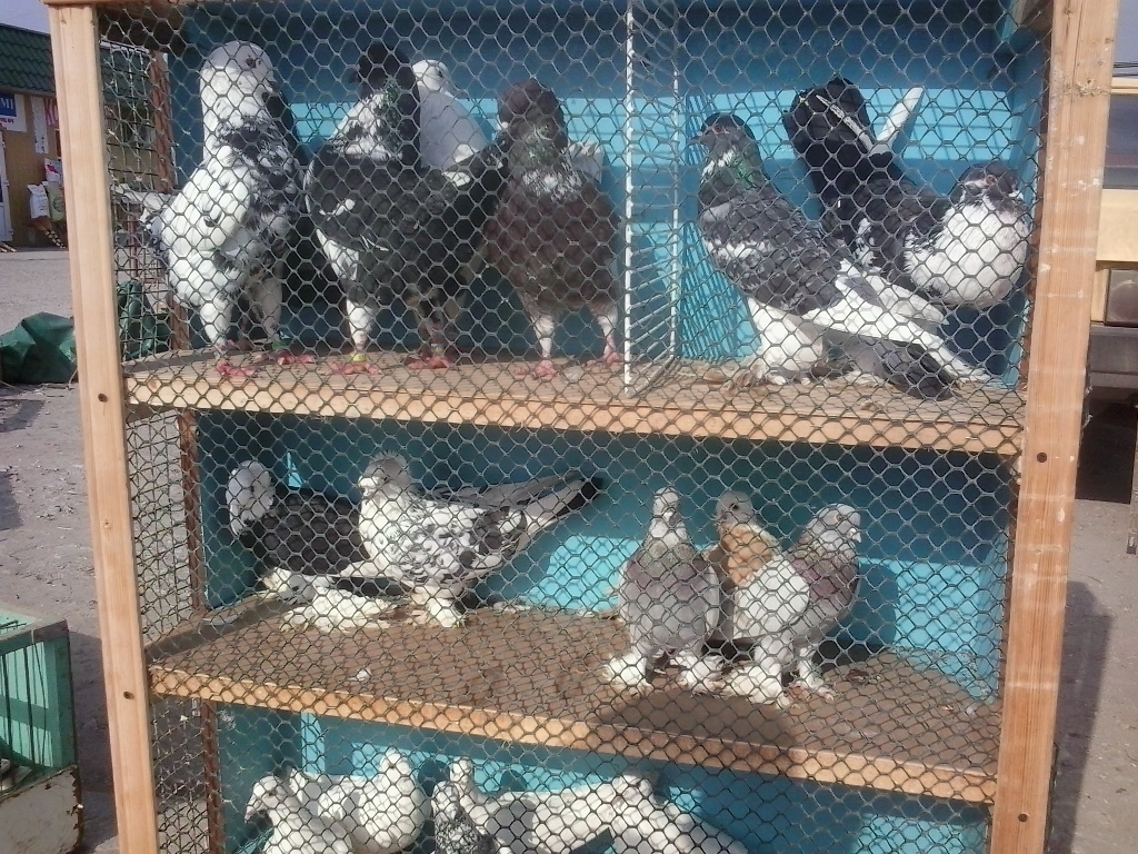 Выставка голубей 2015