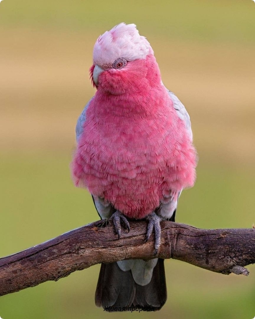 фото розовых птиц с названиями