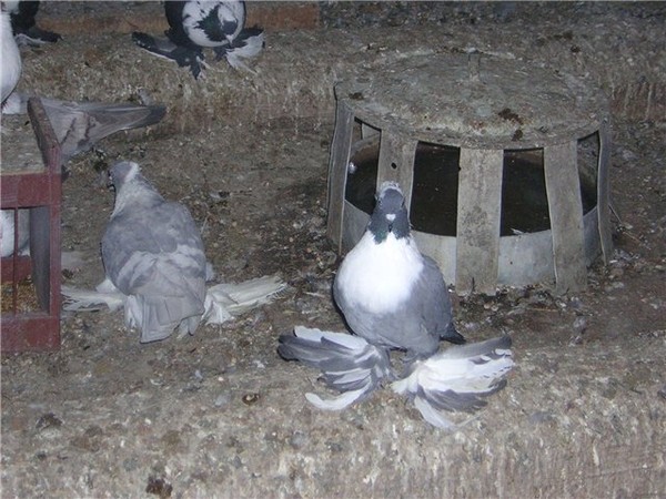 Голубей воронеже. Воронежский голубой Белозобый голубь. Воронежские белозобые. Воронежские голуби. Породы голубей в Воронежской.