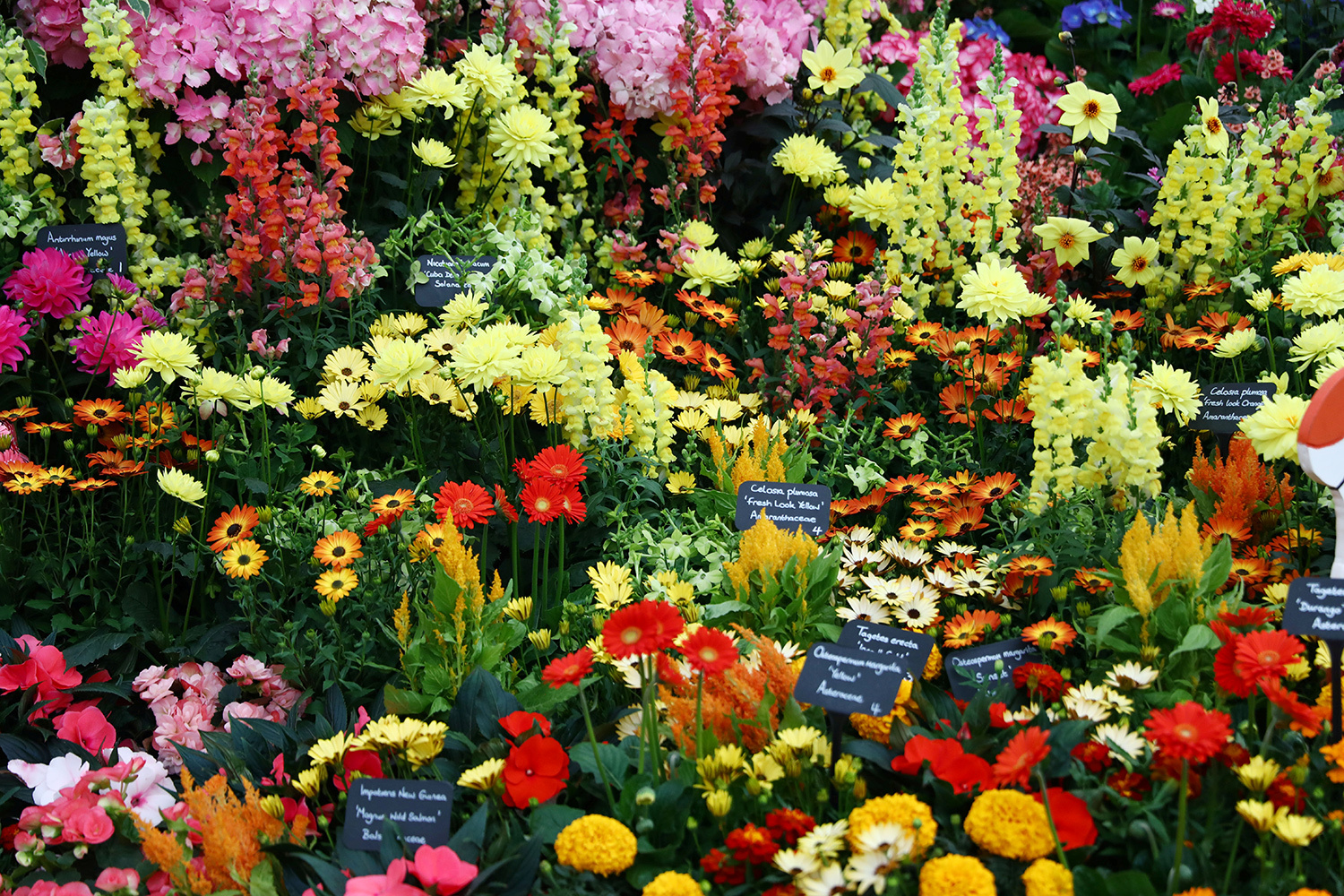 Выставка цветов в челси в фото