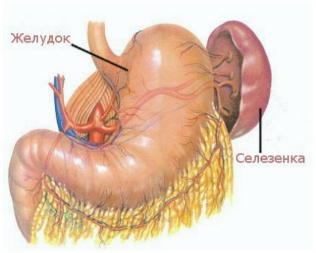 Что такое селезенка. Селезенка фото анатомия. Селезенка и желудок анатомия.