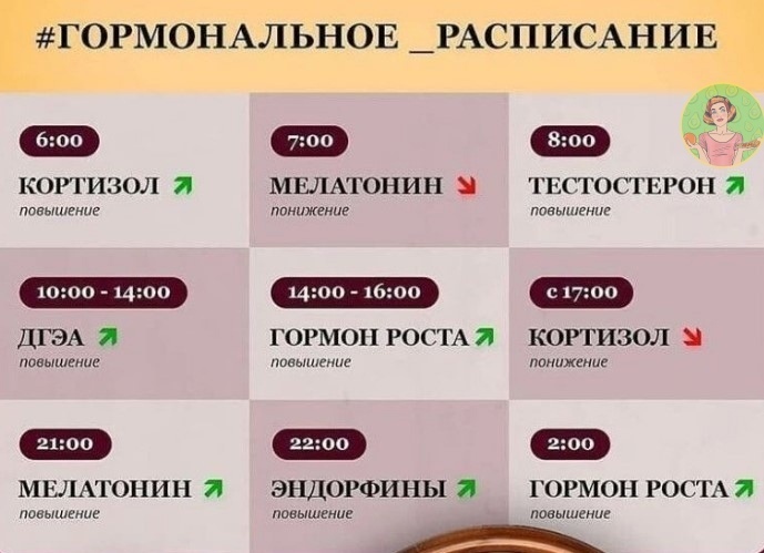 Выработка гормонов по часам в организме человека схема