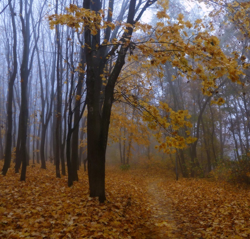 Осенний Коммент К Фотографии