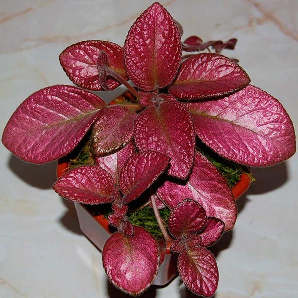 Комнатное растение Эписция (Episcia)