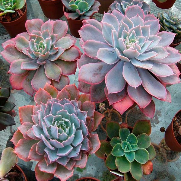 Комнатное растение Эхеверия (Echeveria)