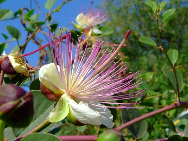 Каперс колючий
Capparis spinosa
Семейство: Каперсовые (Capparidaceae)
Происхождение: Средиземноморье, Азия

