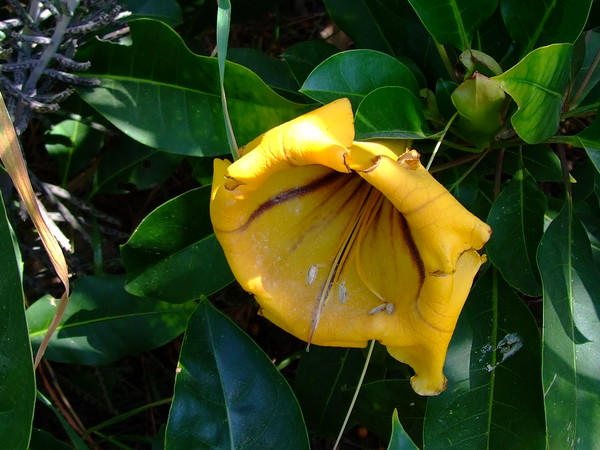 Соландра большая, Соландра жёлтая
Solandra maxima, Solandra hartwegii, Solandra selerae
Семейство: Пасленовые (Solanaceae)
Происхождение: Америка (Мексика, Центральная Америка и север Южной Америки)
