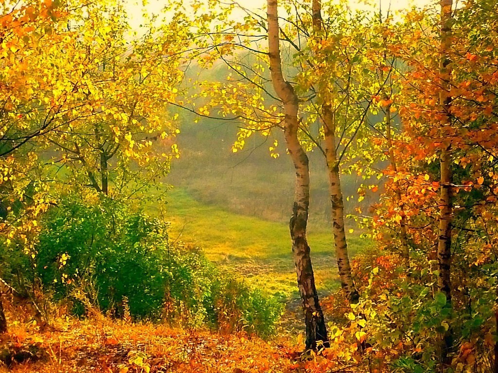 Осень природа слова. Осень в лесу пришел сентябрь. Тихий осенний день. Вот и осень. Осень сентябрь Россия.