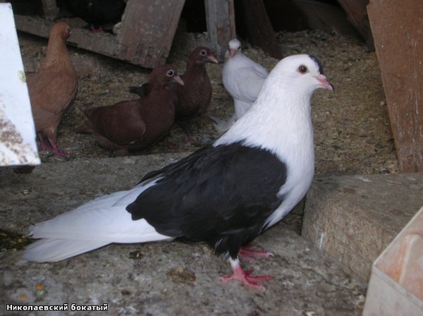 Николаевская порода голубей фото и описание