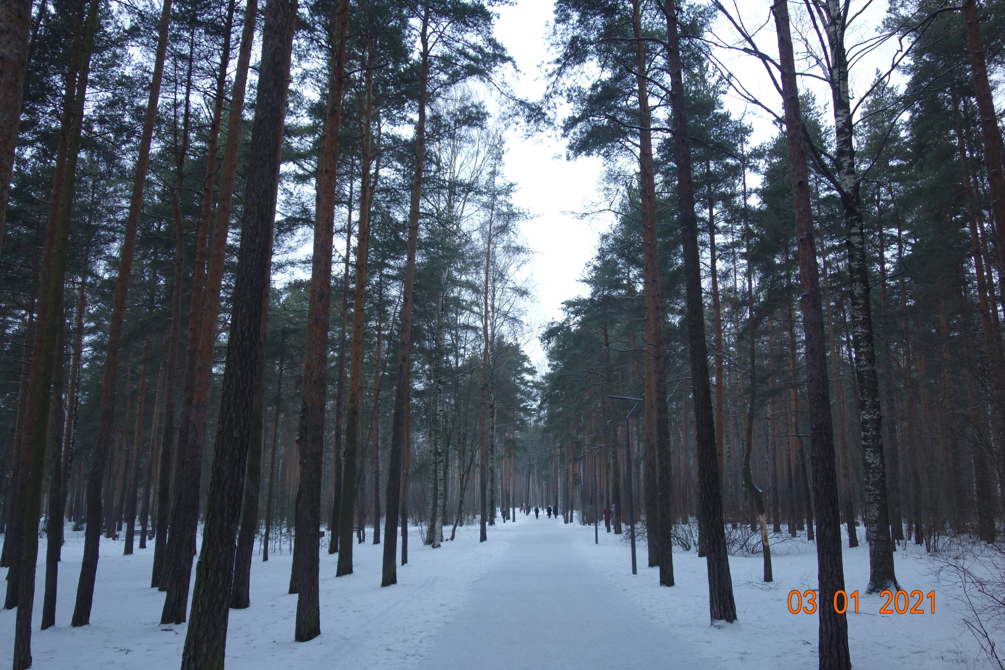 сосновка парк зимой