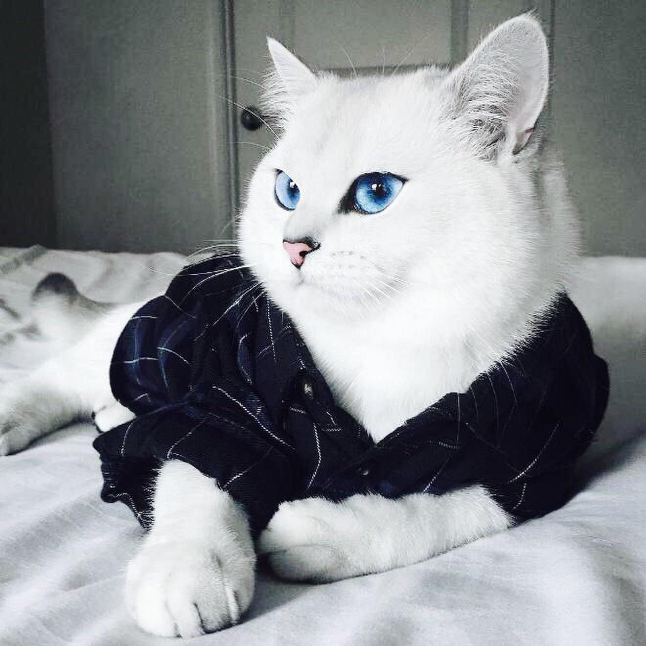 Danyan Cat